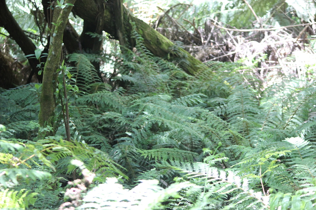 Next-gen Hills Naturalists Podcast now on apps!