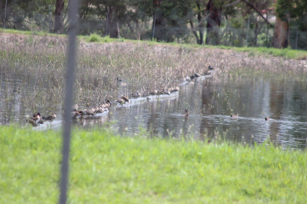 15th of November, Lilydale Sewage Treatment Plant
