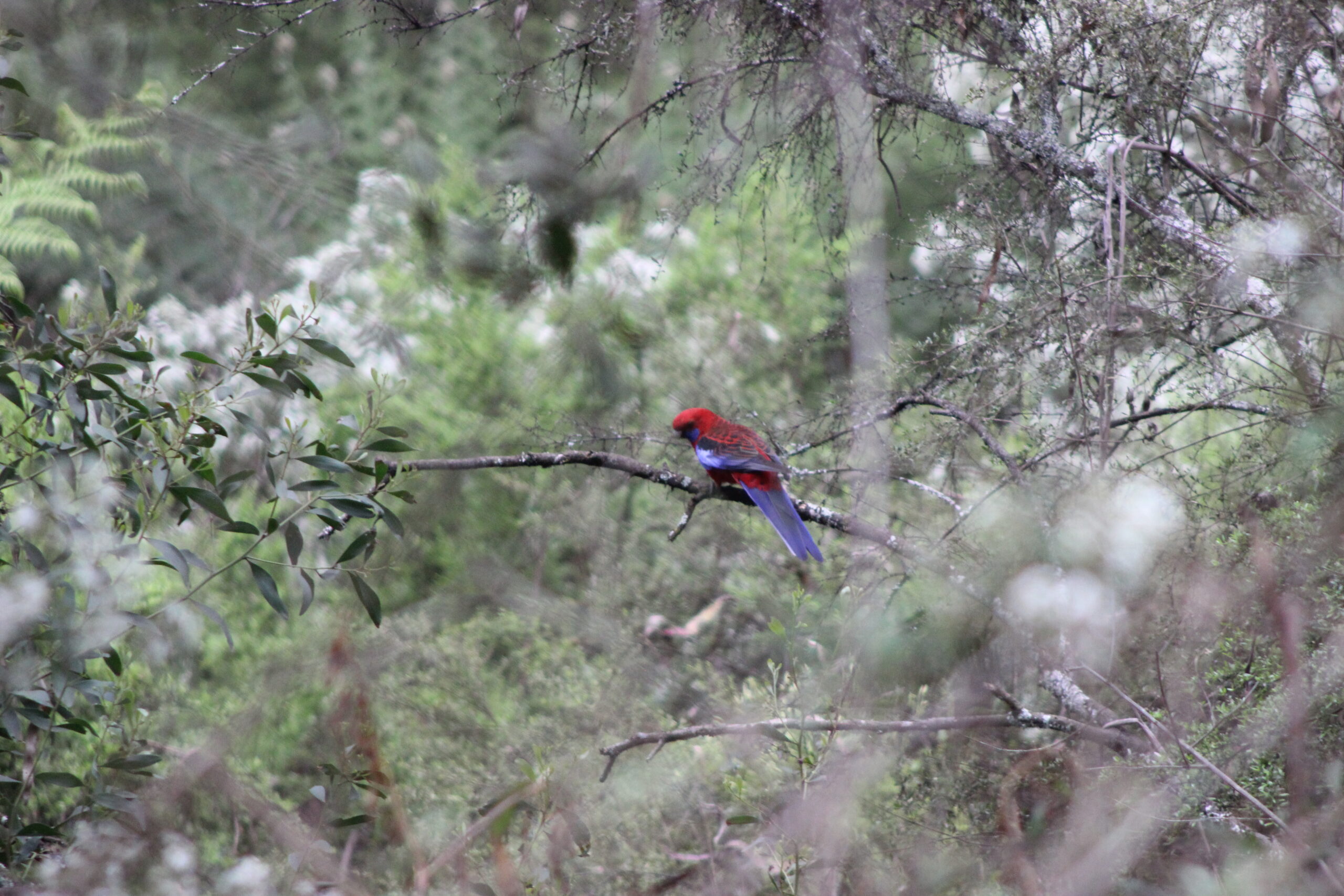 Next-gen Hills Naturalists Featured in the Age and the Sydney Morning Herald