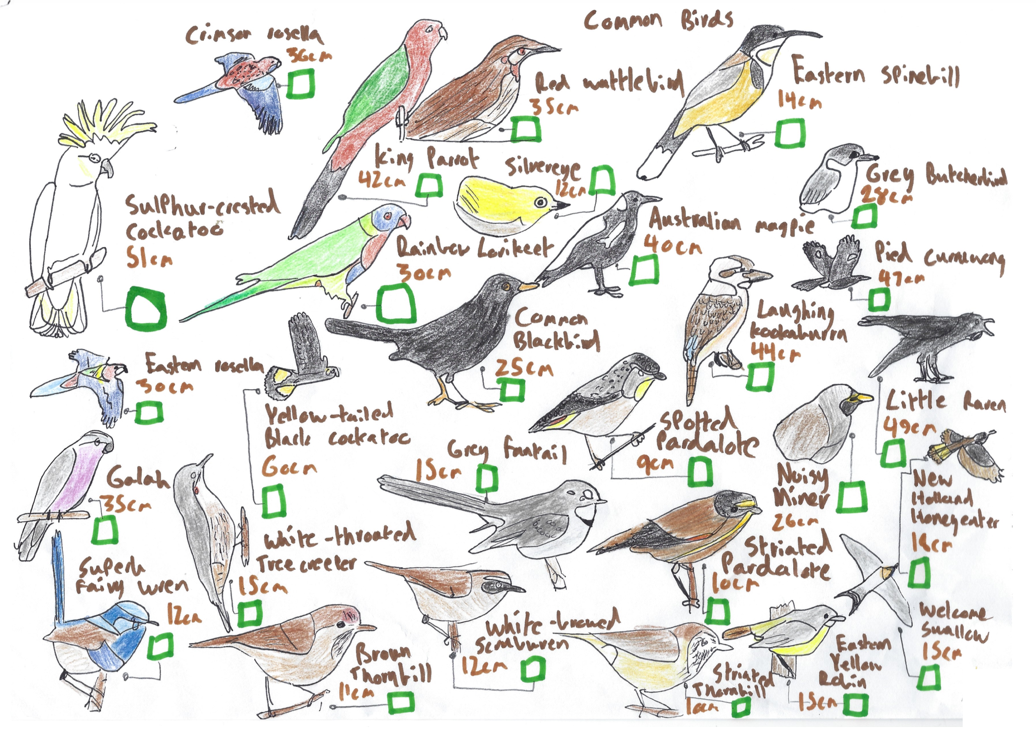 Birds of Ferny Creek Guide