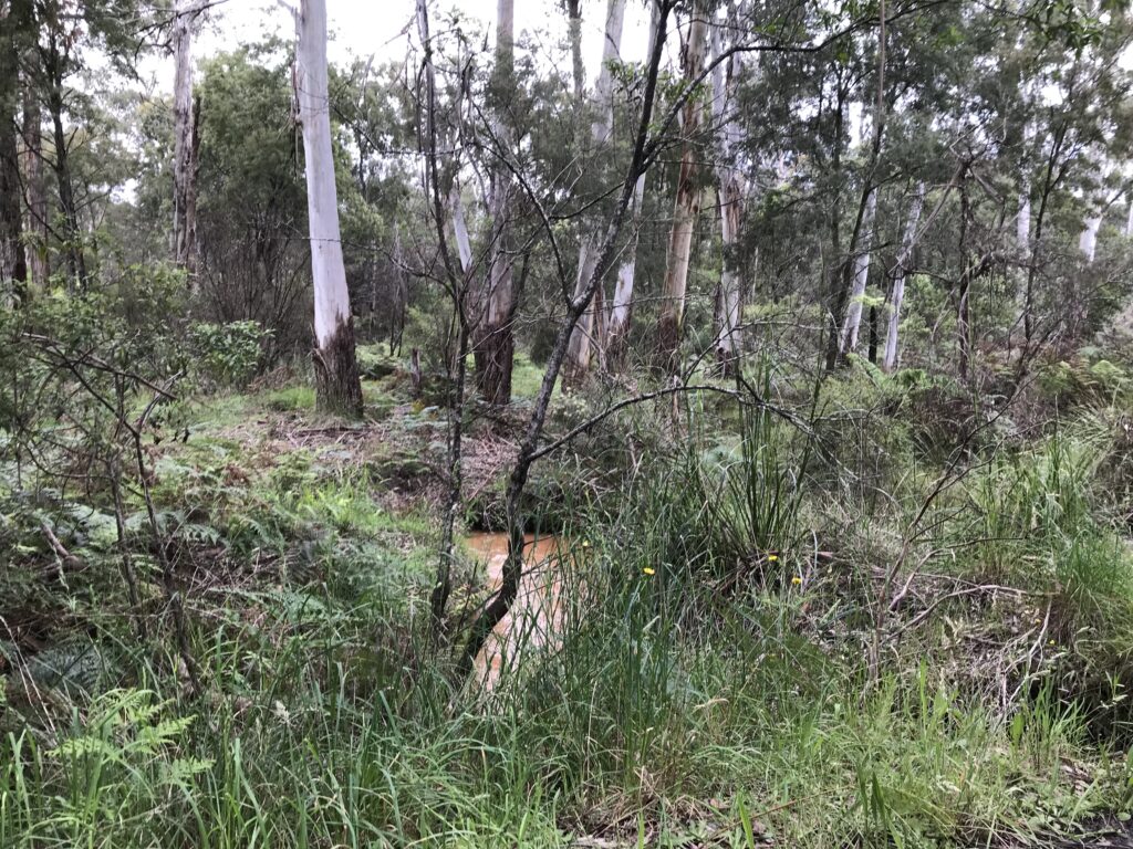 2nd of December, Stringybark Creek Nature Trail