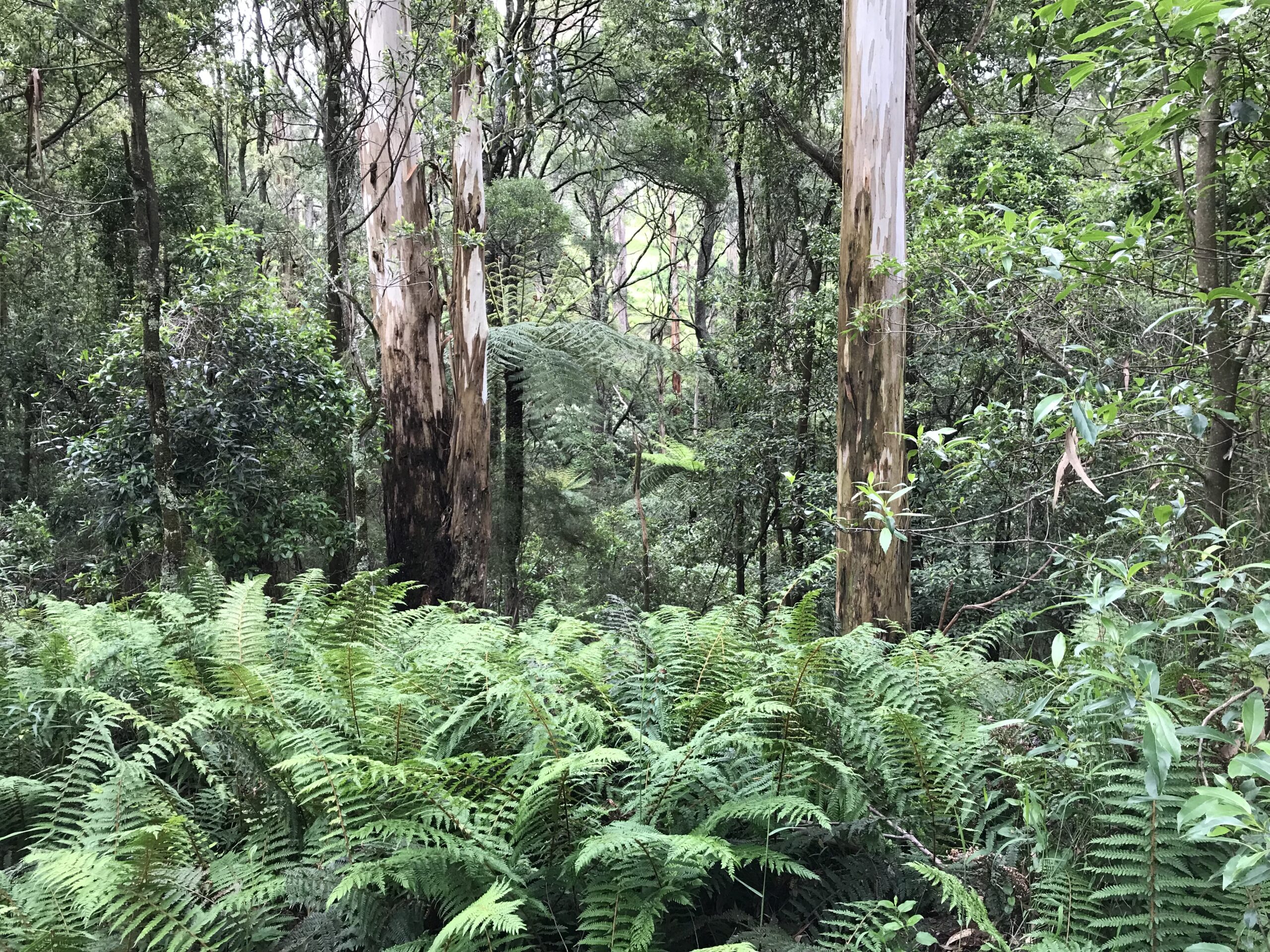 Coen honoured to receive 2026 Yarra Ranges Youth Environmental Achiever Award