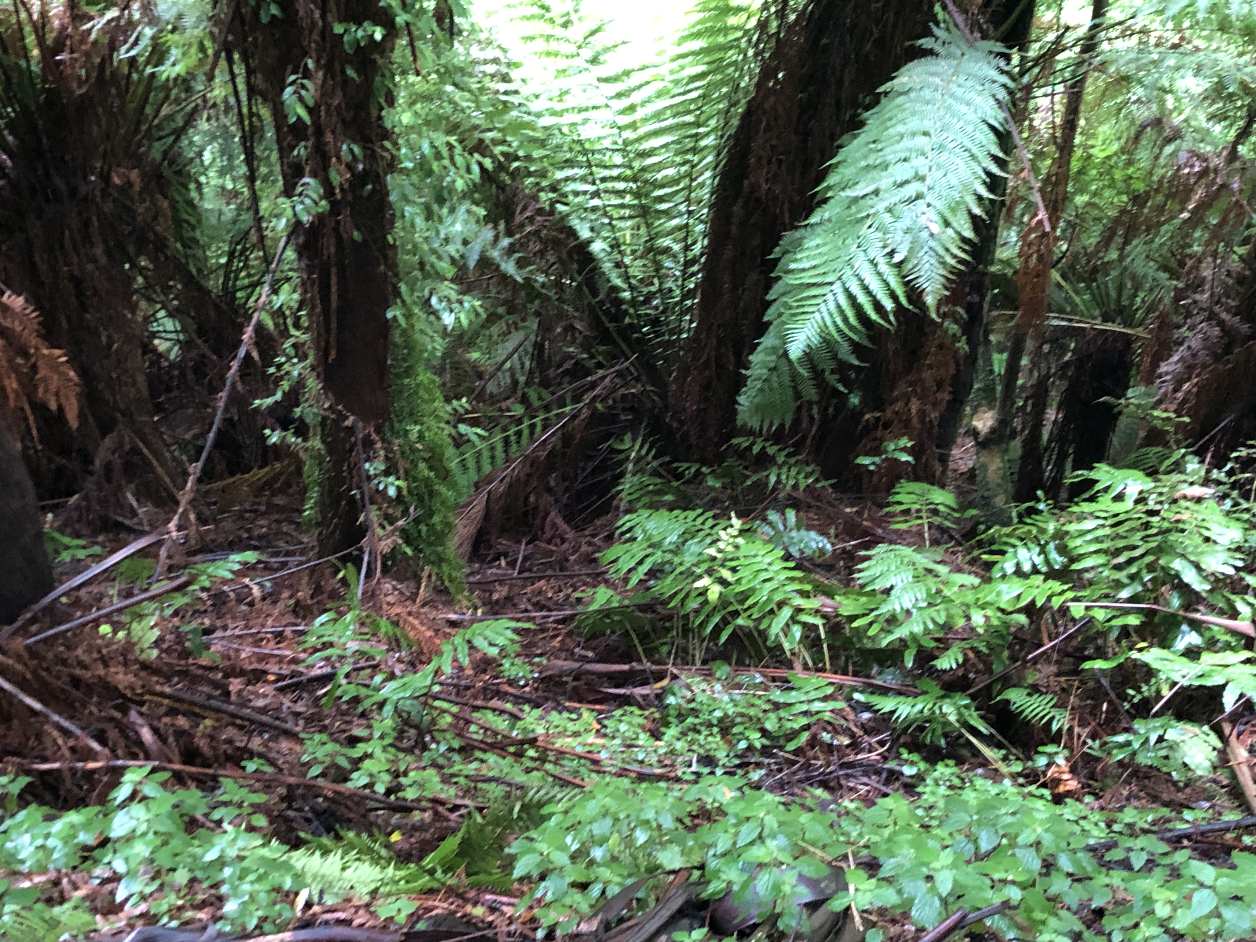 Rainy-day birding at Tarra-Bulga National Park: Part 1